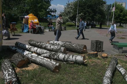 Наша пісня гарна, нова..? - На дрова пішов березовий сквер на Дарниці