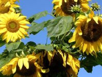 Украина возобновляет экспорт подсолнечного масла в Европу