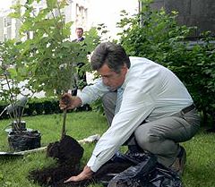Виктор Ющенко сажает калину возле своего Секретариата. Киев, 27 июня 
