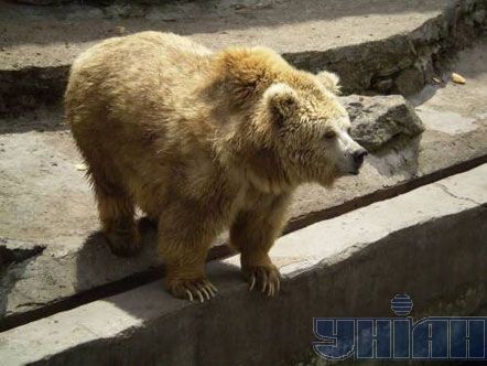 В Николаевском зоопарке медведи разорвали человека (добавлены фото)