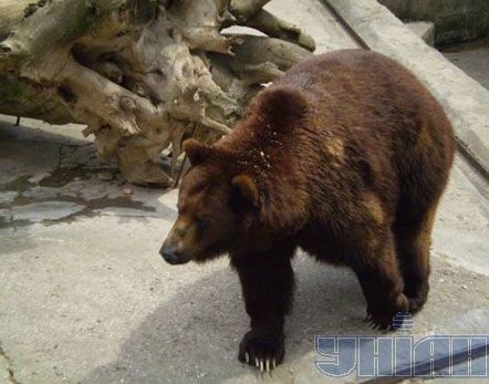 В Николаевском зоопарке медведи разорвали человека (добавлены фото)