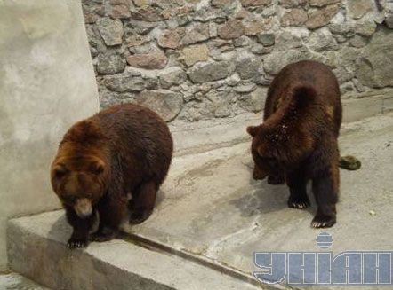 В Николаевском зоопарке медведи разорвали человека (добавлены фото)