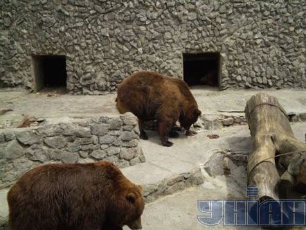 В Николаевском зоопарке медведи разорвали человека (добавлены фото)