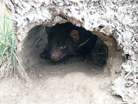 Тасманійські дияволи почали частіше розмножуватися (фото)