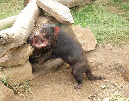 Тасманійські дияволи почали частіше розмножуватися (фото)