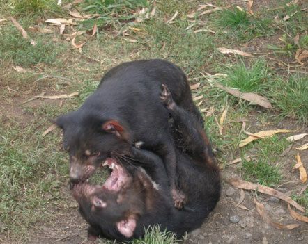 Тасманійські дияволи почали частіше розмножуватися (фото)