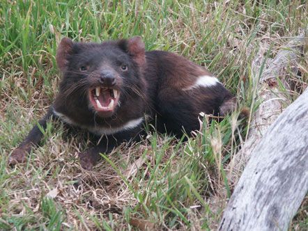 Тасманійські дияволи почали частіше розмножуватися (фото)
