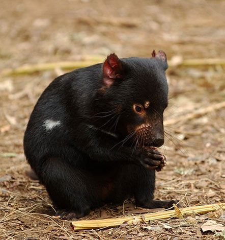 Тасманійські дияволи почали частіше розмножуватися (фото)