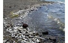 У Дніпрі зафіксували масову загибель риби