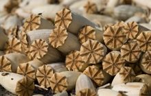 Милиция нашла плантацию мака в 100 га - "ничейную и дикорастущую"