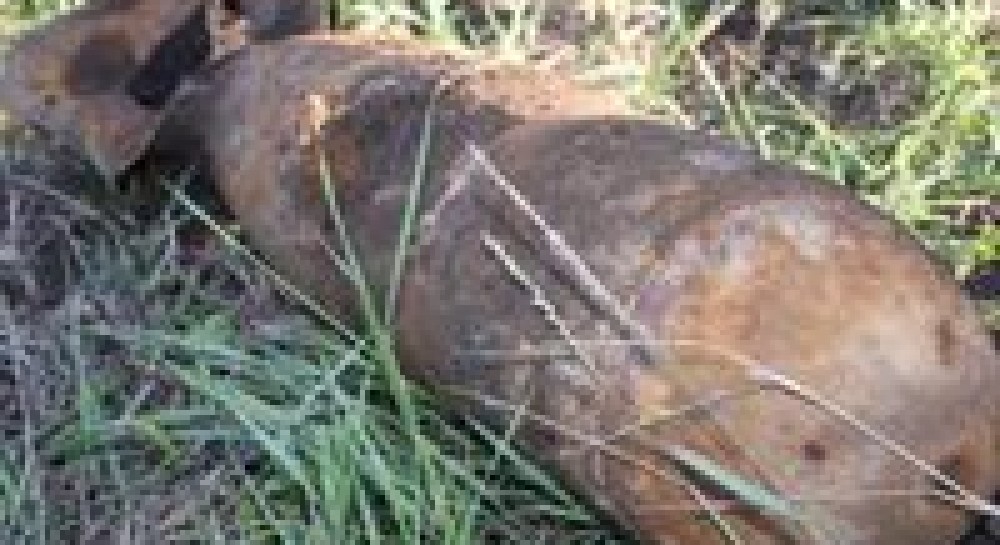 Сапери дістали німецькі бомби часів ВВВ(фоторепортаж)