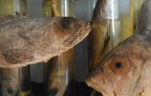 7% перевіреної у Криму риби забракували