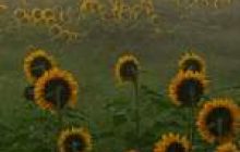 Україна у переговорах з Євросоюзом відстоює збереження мита на експорт насіння соняшнику 