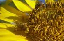 АМК разрешил Kernel купить Allseeds
