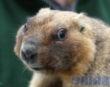 День сурка в Харькове и Львове (фото)