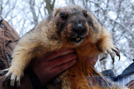 День сурка в Харькове и Львове (фото)
