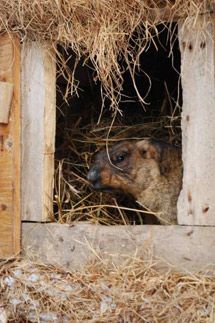 День сурка в Харькове и Львове (фото)
