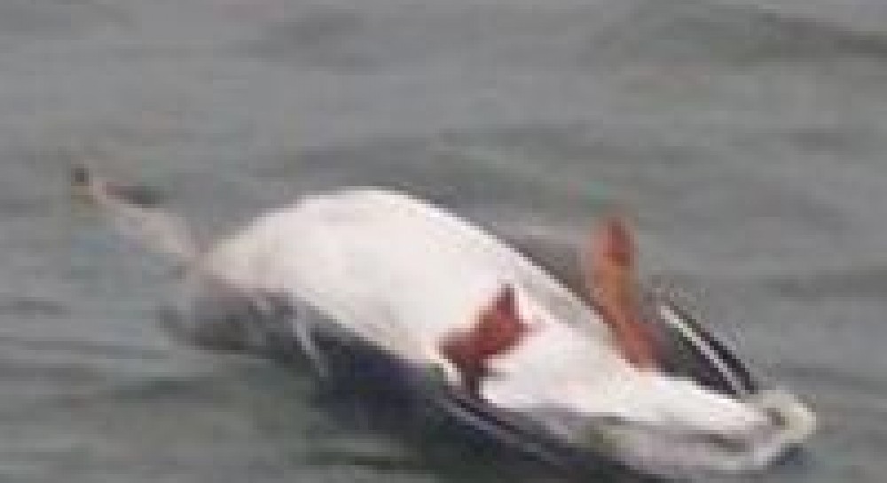 Ой, летіли дикі гуси… (фоторепортаж)