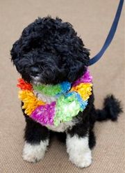 Obama dog's name is Bo