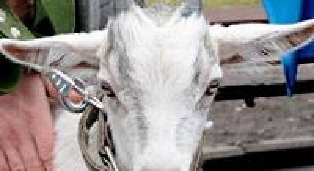 Як у Харкові «забивали козла» (фоторепортаж)