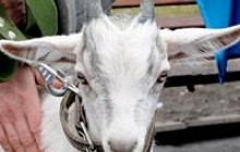 Як у Харкові «забивали козла» (фоторепортаж)