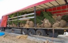 На Донбасс Арену завезли розы и сирень