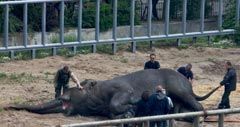 Ветеринары расчищают роговые чехлы (ногти) слону в Киевском зоопарке, в субботу, 23 мая 2009 г.В этот день азиатскому слону по кличке Бой провели плановую операцию ”педикюра”.Процедуру провели под общим наркозом из соображений безопасности. 