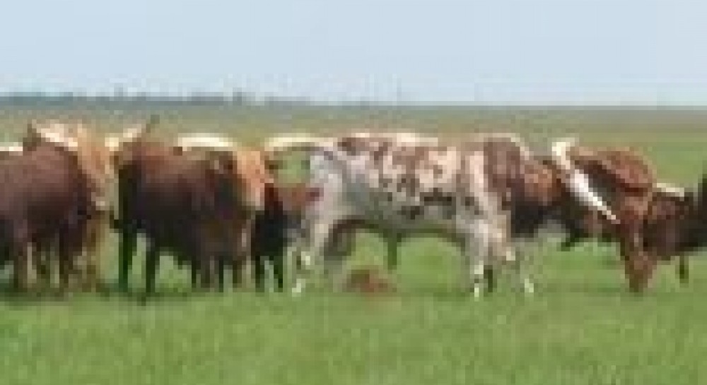 Асканія-Нова: красунці павичі, кобилки Пржевальського, незаконнонароджені лошата, африканські корови