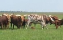 Асканія-Нова: красунці павичі, кобилки Пржевальського, незаконнонароджені лошата, африканські корови