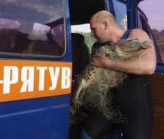 Водолаз заносит отловленную в пруду  крокодилицу в автомобиль оперативно-спасательной службы. Одесса 25 июня