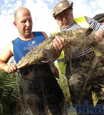 В Одессе поймали крокодила (добавлены фото)
