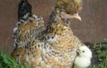 У індійському курнику знайшли найбільше у світі яйце