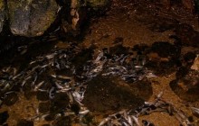 Экологи заявляют о море рыбы в Азовском предпроливье