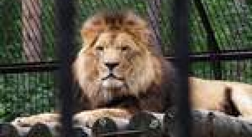 Нацбанк ограничил убыточных...