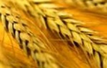 Украина экспортировала 16,2 млн. тонн зерна