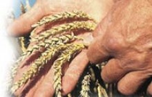 Украина будет отдавать кредит Китаю ежегодными поставками 2-2,5 млн тонн зерна