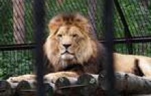 Нацбанк ограничил убыточных...