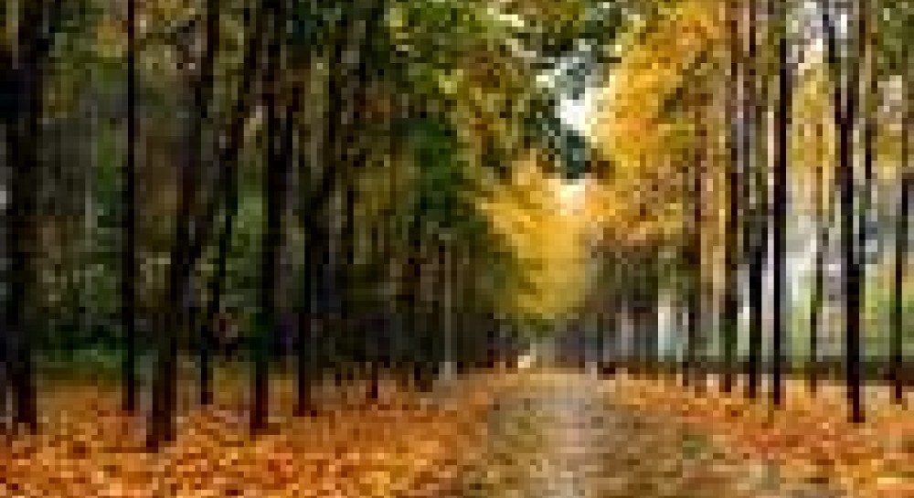 Осень, страховые компании уходят в свободное падение?