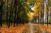 Осень, страховые компании уходят в свободное падение?