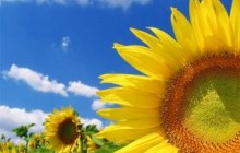 В Украине на 1 ноября собрано 7 млн. тонн подсолнечника – на 10% больше прошлогоднего