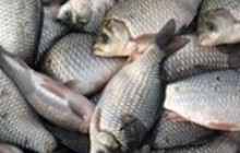Чем опасна речная рыба