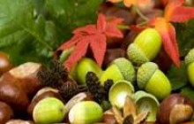 Целебные свойства каштанов и желудей: как ими воспользоваться?