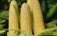Харківщина зібрала 50% посівів кукурудзи на зерно