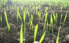 Харківщина засіяла 105% плану озимих культур