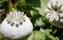 Харківських наркоторговців у погонах позбавили даху