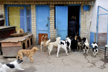 Віталій Кличко у притулку для тварин (фоторепортаж)