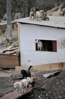 Віталій Кличко у притулку для тварин (фоторепортаж)