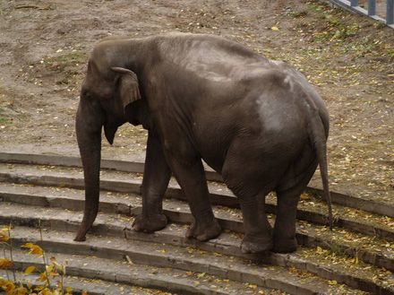 Слон в октябре 2009 года