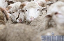 Мусульмани можуть не працювати у вівторок