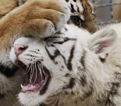 Бенгальская тигрица Тигрюля и уссурийская - Жасмин в вольере зоопарка ”Сказка” в Ялте. 22 декабря
